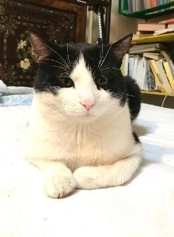 Boris bel gattone affettuoso e coccolone Foto 4